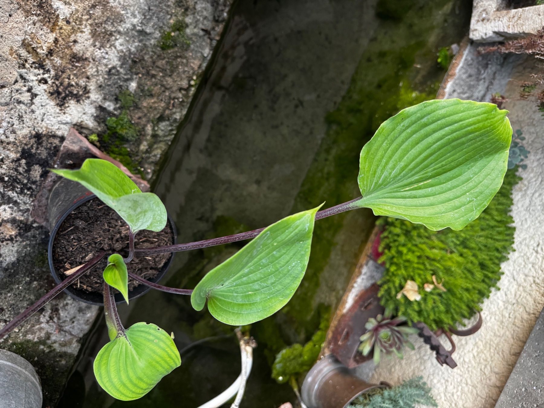 Plantes & graines: Hosta sugar plum – D'occasion à Lajoux JU par Briard0 1