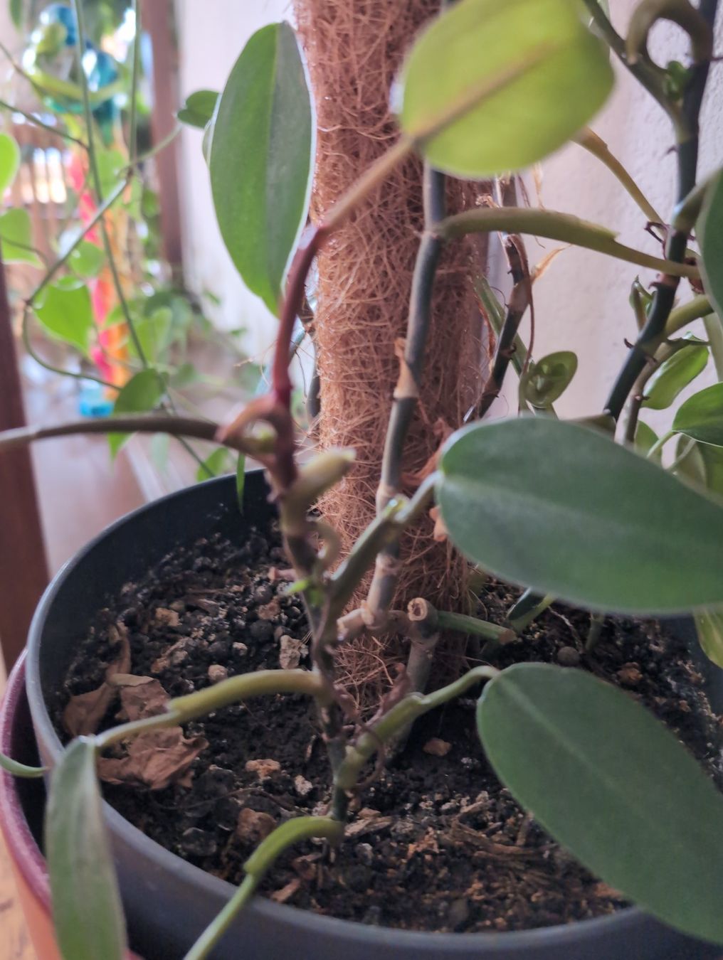 philodendron scandens micans lime Philodendron Scandens Micans Lime | Trailing Plant