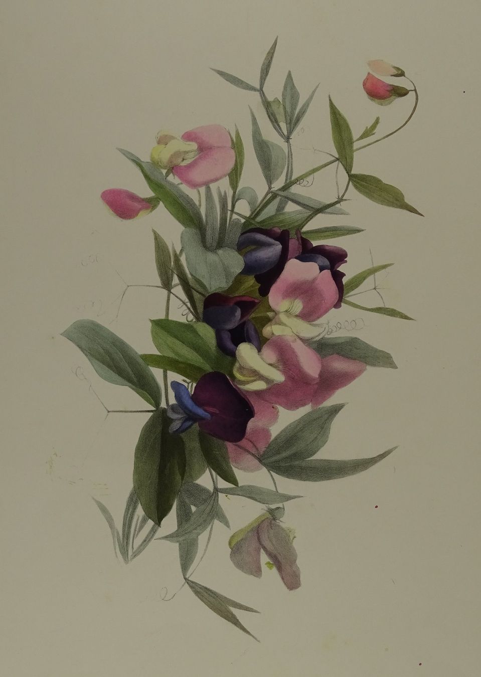 Incisioni: FLEUR BLUME, LITHOGRAPHIE UM 1850 – Usato da Grüningen venduto da Kartensammler 1