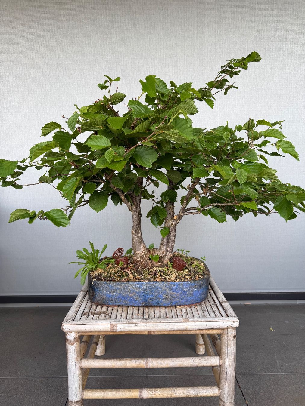 Piante & sementi: Haselnuss Bonsai – Usato da Ennetbaden venduto da miboo