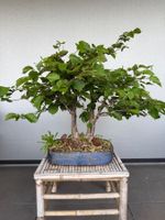 Haselnuss Bonsai
