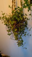 Tradescantia fluminensis variegata Hängepflanzen, Balkon