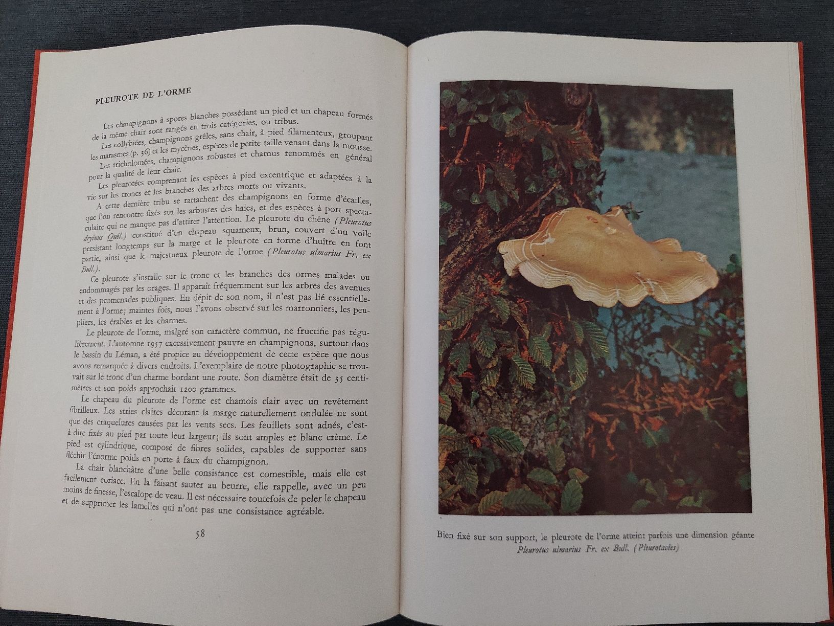 Libri: Nos Champignons – Usato da Yverdon-les-Bains venduto da pri_x6j6 3