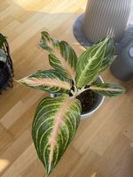 Aglaonema