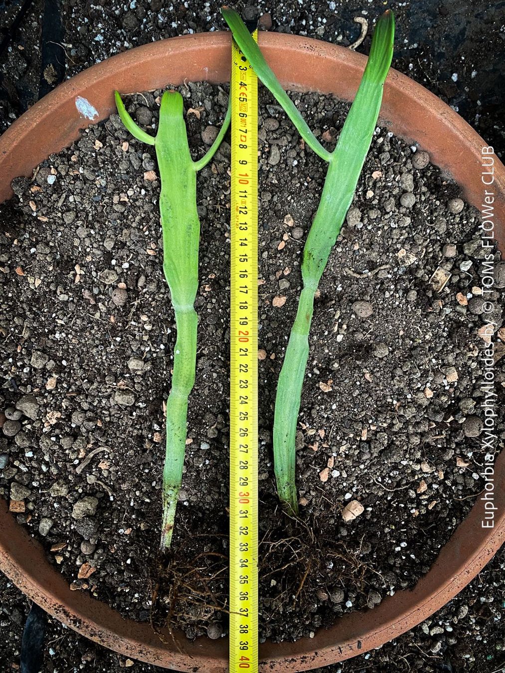 Piante & sementi: Euphorbia Xylophylloides - einzigartig aus Madagaskar – Nuovo e nell'imballaggio originale da Adliswil venduto da astom369 2