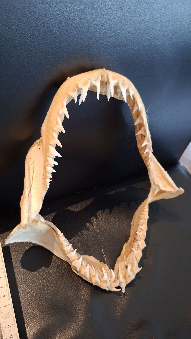 Tutte le decorazioni: Vraie mâchoire de requin – Usato da Domdidier venduto da SophieSG 1