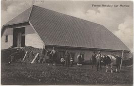 Landwirtschaft/Alpwirtschaft/Kühe 1921 Montoz BE