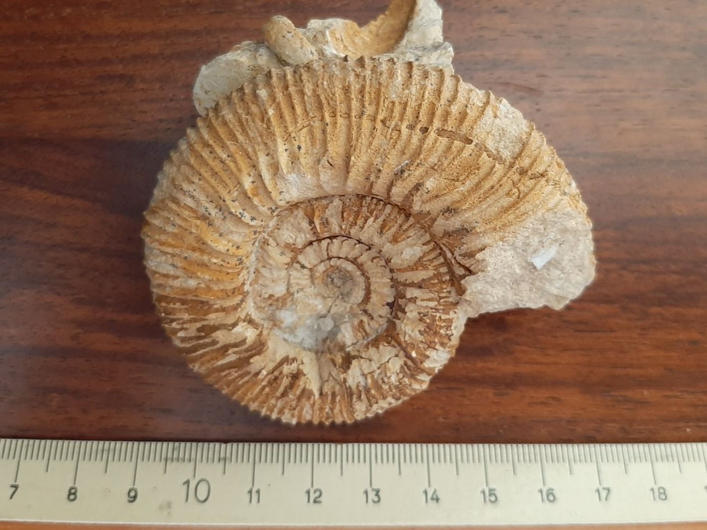 Fossili: "kranker" Ammonit Frankreich – Usato da Rickenbach BL venduto da Oktober68 1