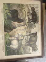 d'Histoire Naturelle 1886 Lot de 4 Tableaux Encadrés de Colc