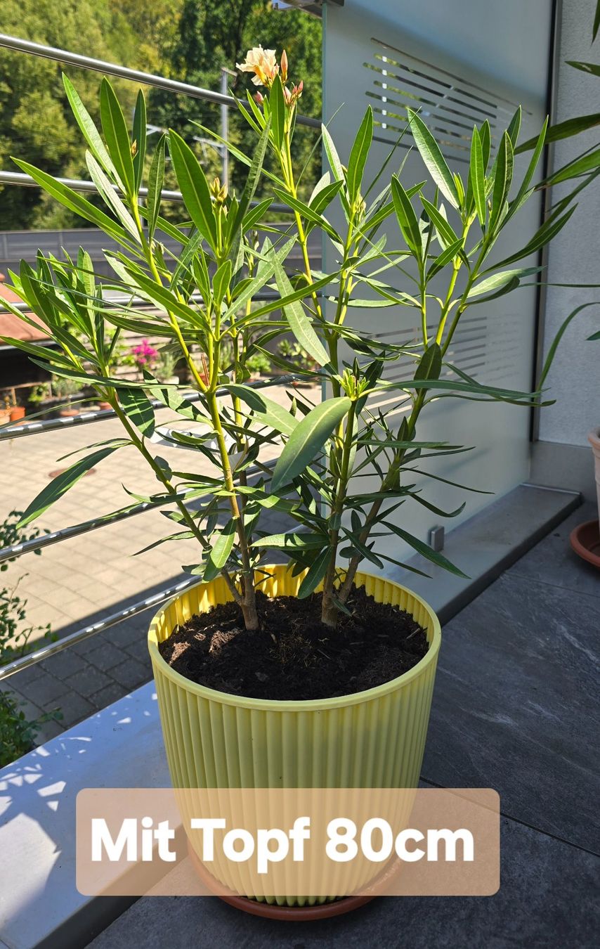 Plantes & graines: Oleander mit Topf – D'occasion à Aarburg par popkorn65