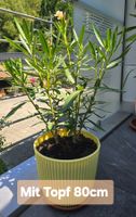 Oleander mit Topf