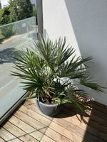 ZwergPalme in grauem Übertopf guter Zustand