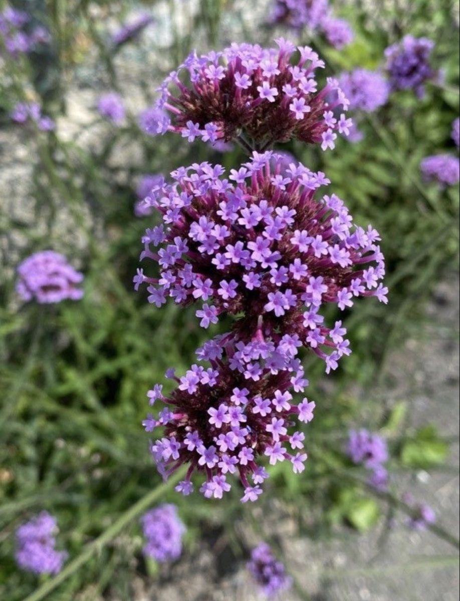 Plantes & graines: VERBENA - EISENKRAUT – Neuf (Voir description) à Buchs AG par fischli610 5