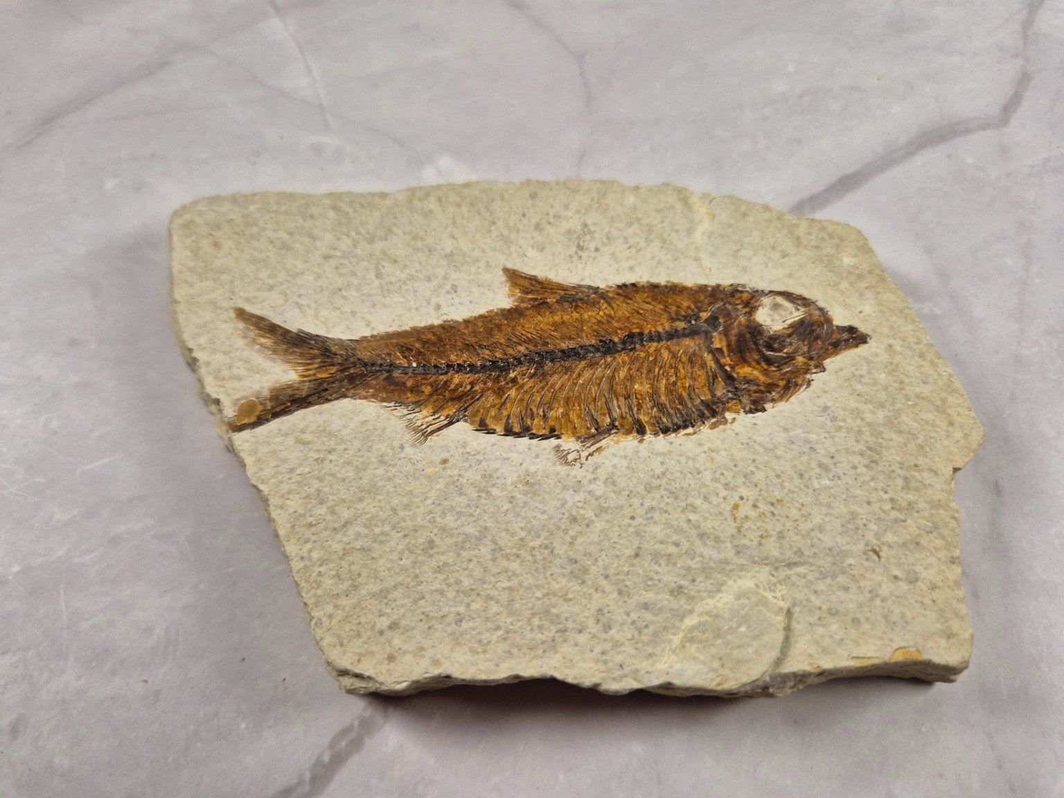 Fossili: Fossile ancien de poisson sur pierre calcaire – Usato da Sugnens venduto da Madteus82 3