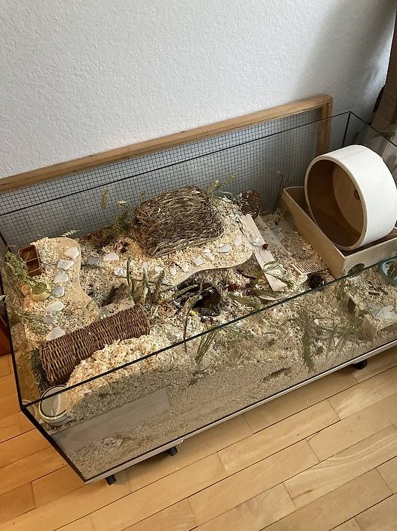 Gabbie, trasporto & Sicurezza: Hamsterkäfig mit div. Zubehör – Usato da Niederscherli venduto da Marom88 1