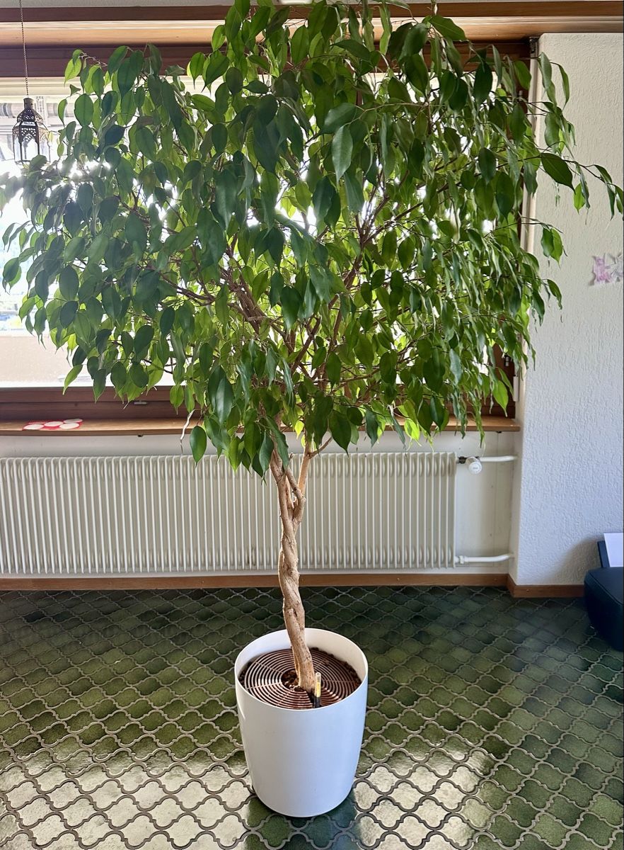 Piante & sementi: XL Ficus Benjamini Baum – Usato da Winterthur venduto da pompowerpuff 3