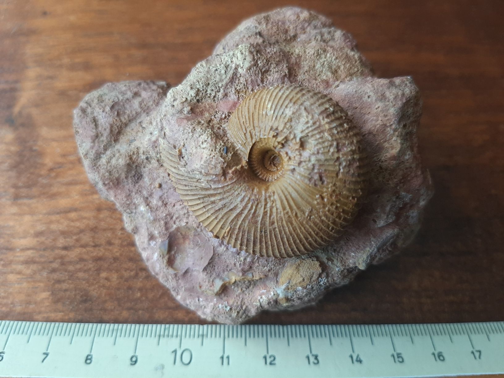 Fossilien: Ammonit auf Matrix aus Anwil BL – Gebraucht aus Rickenbach BL von Oktober68