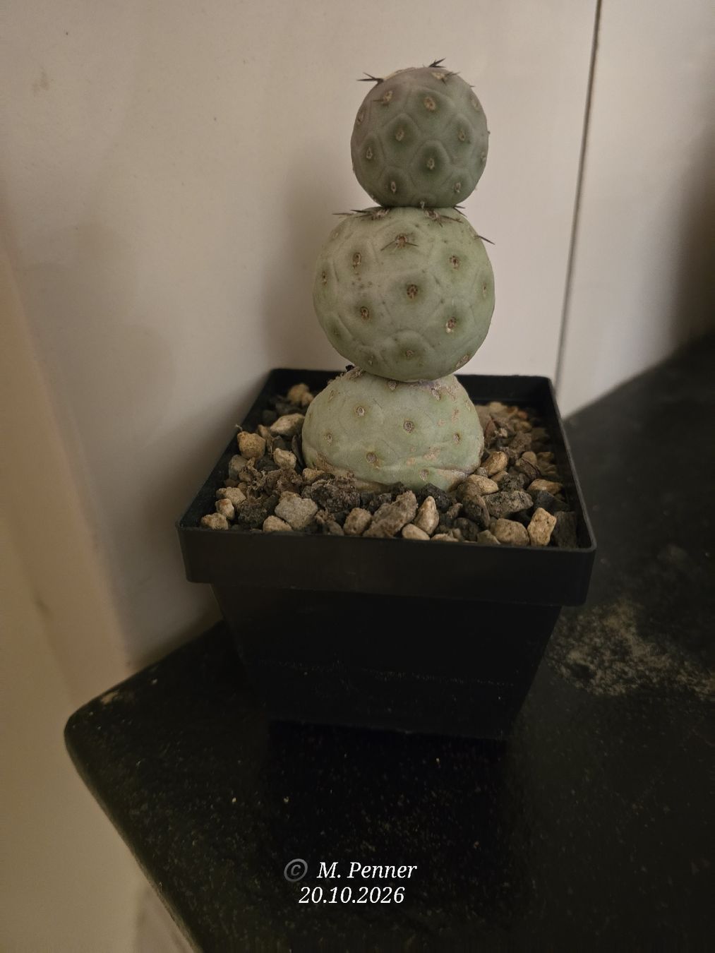 Piante & sementi: Tephrocactus geometricus  – Usato da Escholzmatt venduto da Koenigskind2023 4