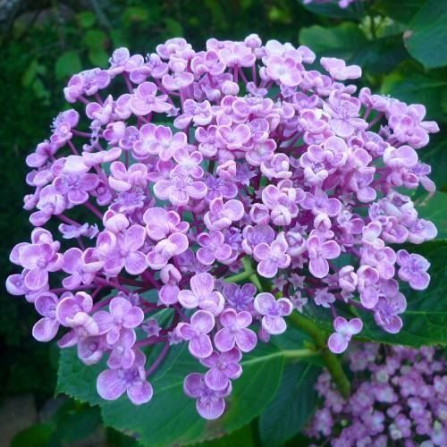 Piante & sementi: Hortensia Lila 2 PLANTS – Nuovo (secondo la descrizione) da Bremblens venduto da FIBONACCI369 3