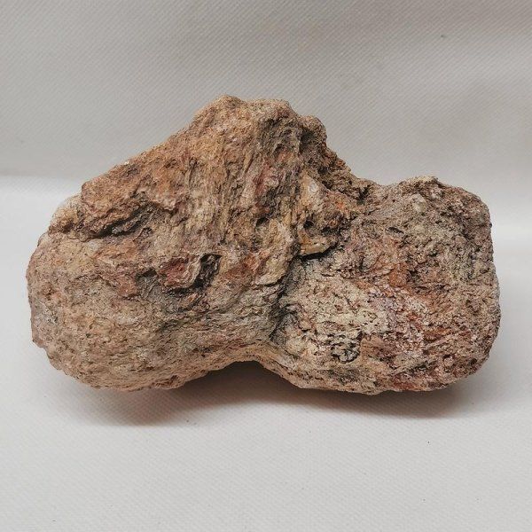 Fossili: Versteinertes Holz Madagaskar – Nuovo (secondo la descrizione) da Walenstadt venduto da vkt_qc8d