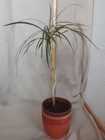 Dracaena Ableger, ca. 60cm hoch, im Topf, ca 1,5 jahre alt