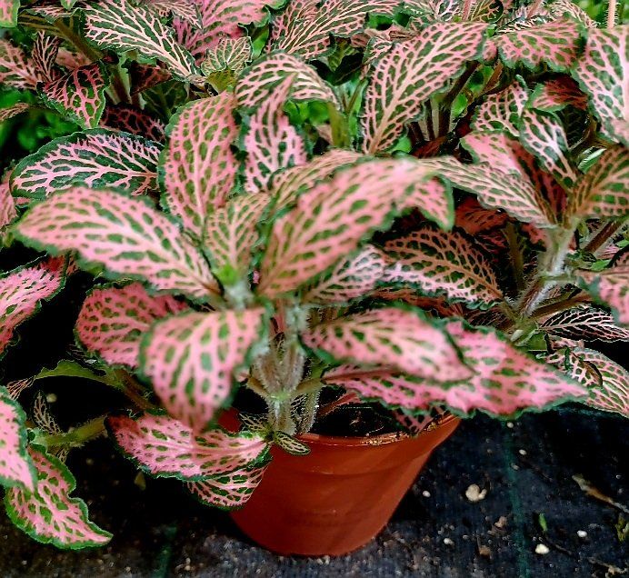 Exotische Zierpflanze FITTONIA MOSAIC PINK FOREST 20 cm 🌿 Kaufen auf