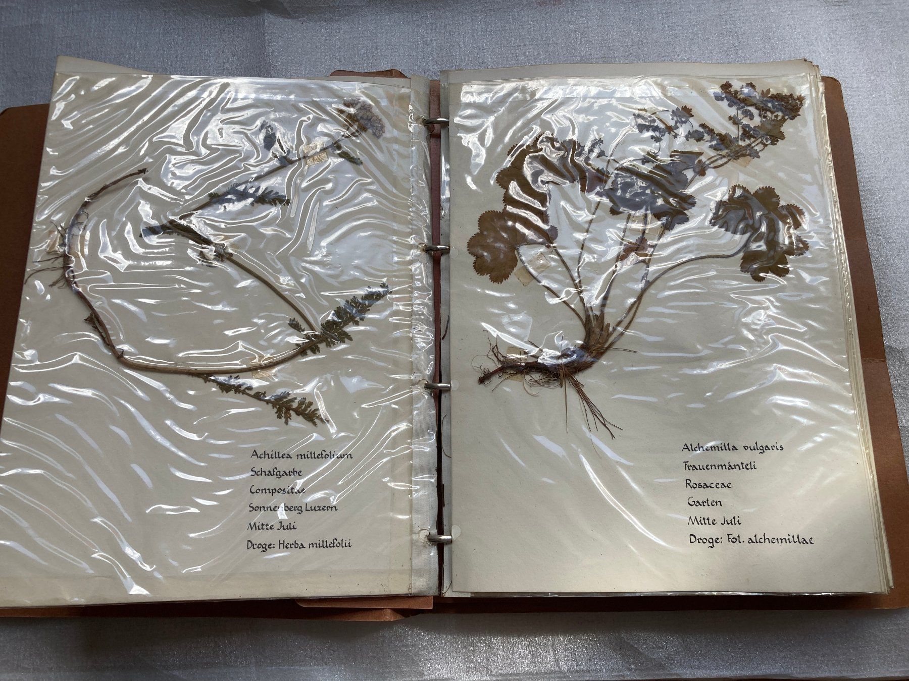 Libri: Botanisches Herbarium mit Heilpflanzen – Usato da Horgen venduto da Goros 2