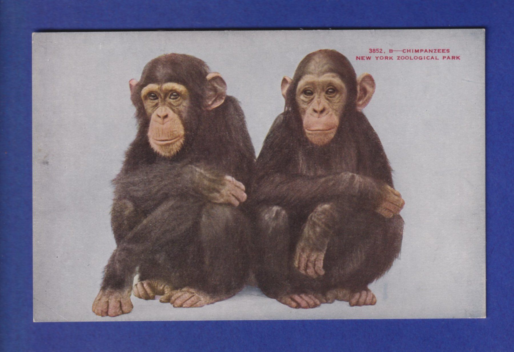 Cartes postales: Singe - CHIMPANZE – D'occasion à Pully par nicecards-shop