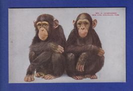 Singe - CHIMPANZE