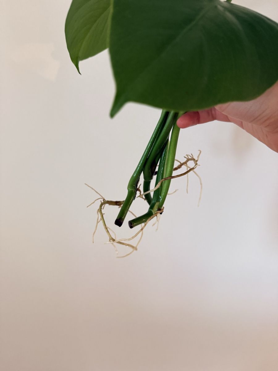 Pflanzen & Samen: Monstera deliciosa cuttings – Neu (gemäss Beschreibung) aus Zürich von gom_zxb8 2