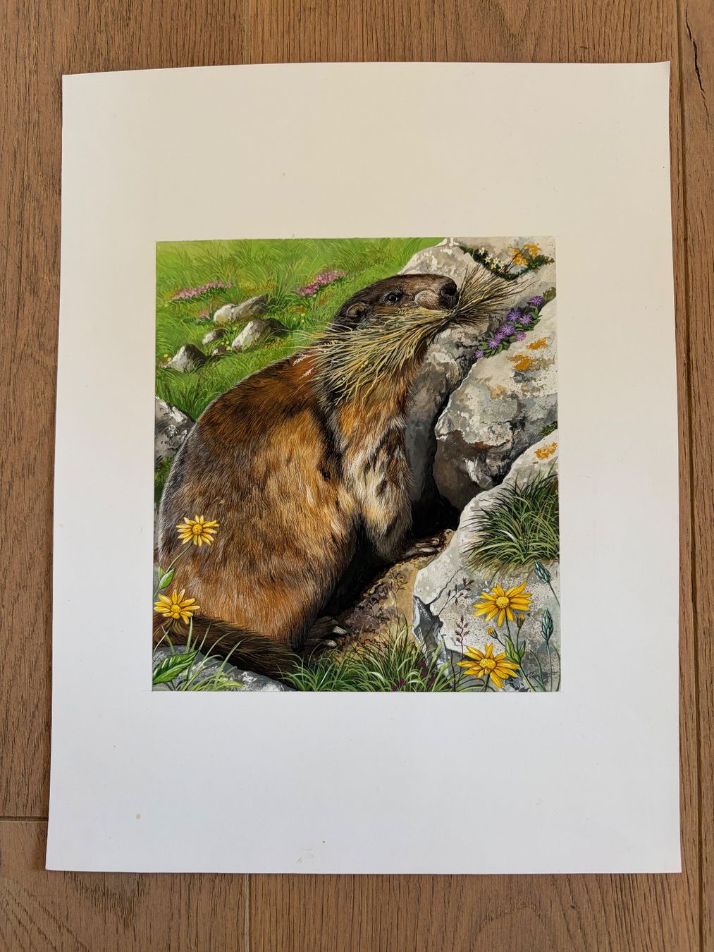 Dipinti: Original Bild Murmeltier, handgemalt – Usato da Versoix venduto da chr_2rpz