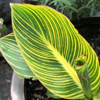 Canna Indica 3 variétés (red russian Yellow tiger wolfsong)
