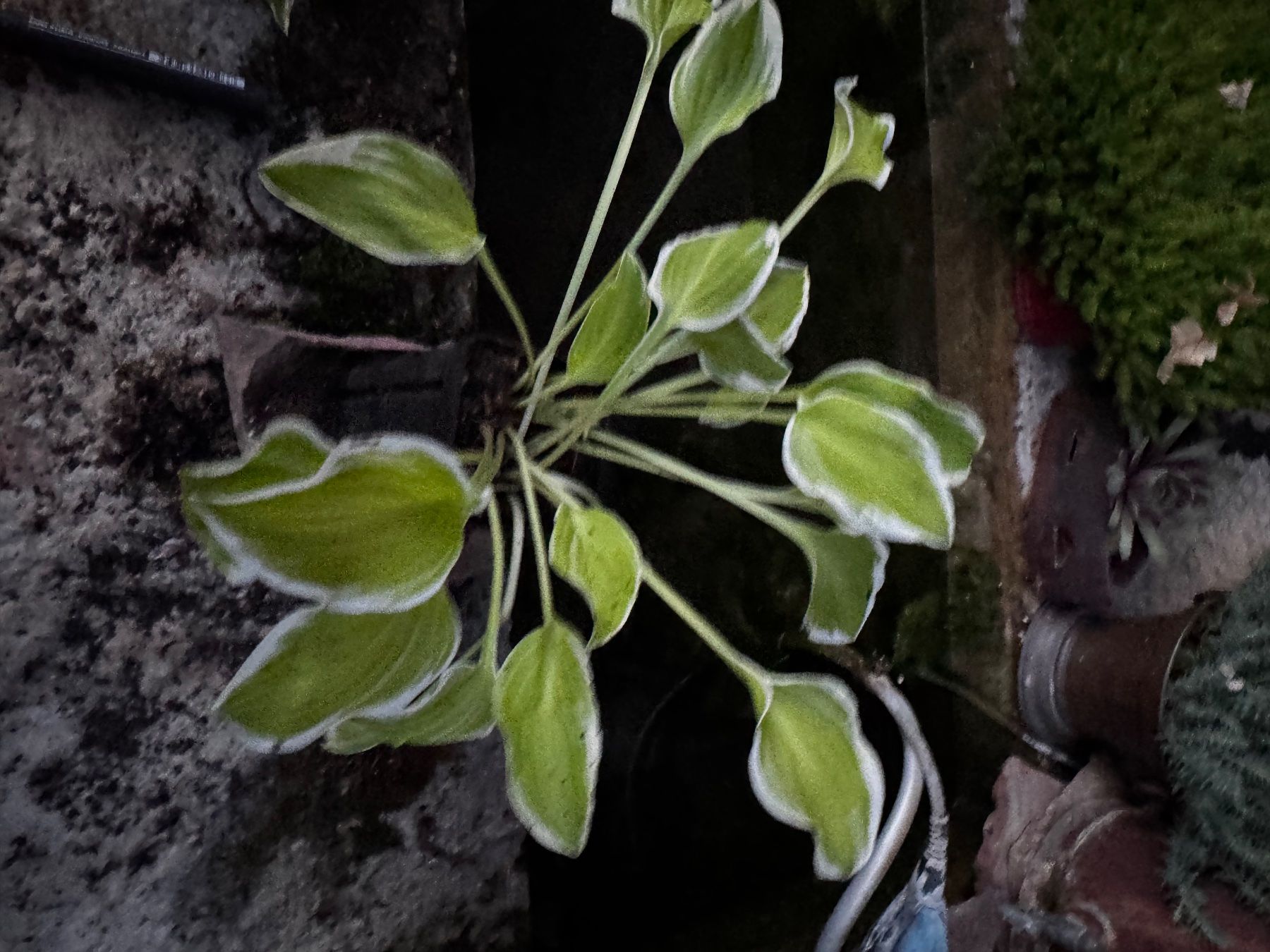 Plantes & graines: Hosta platinium tiara – D'occasion à Lajoux JU par Briard0 1