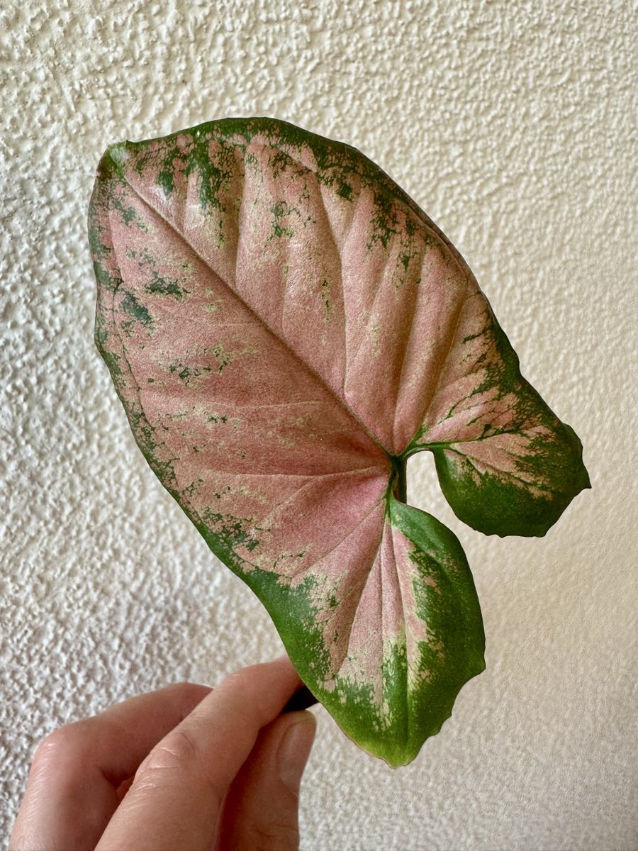 Pflanzen & Samen: Syngonium Super Red cutting – Neu (gemäss Beschreibung) aus Bülach von Bloom_Witch