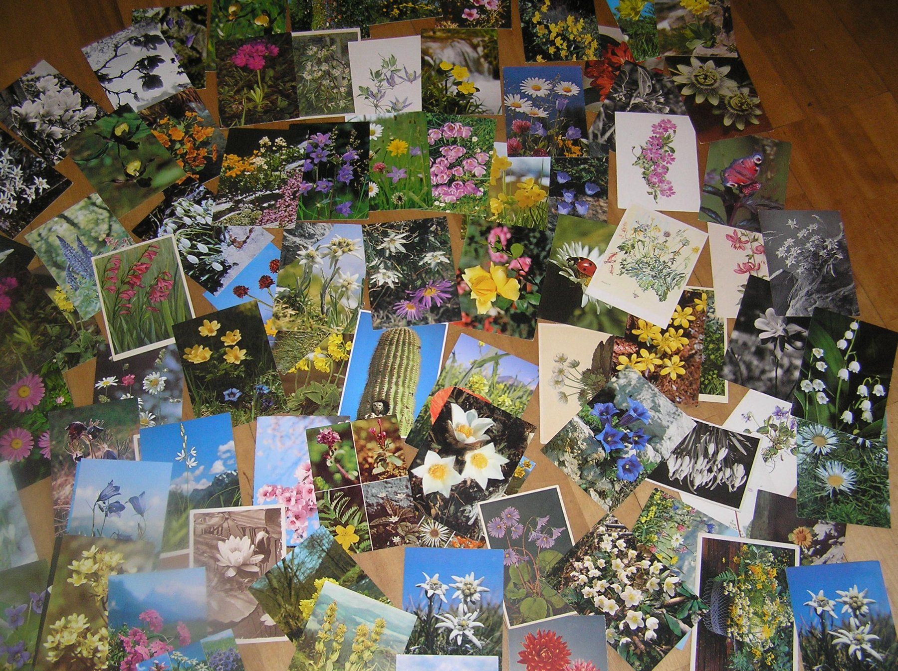 Cartoline postali: 170 Schöne Blumenkarten – Usato da Lumbrein venduto da made02 5