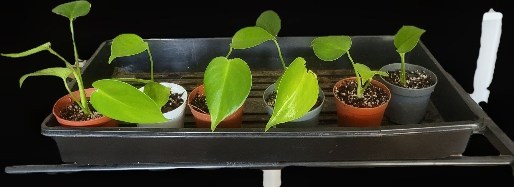 Piante & sementi: Monstera Deliciosa Baby – Usato da Pregassona venduto da maslud