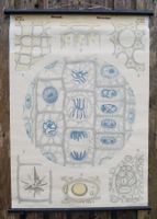 Biologische Tafeln, Botanik – I. Serie: Die Zelle Lehrtafel