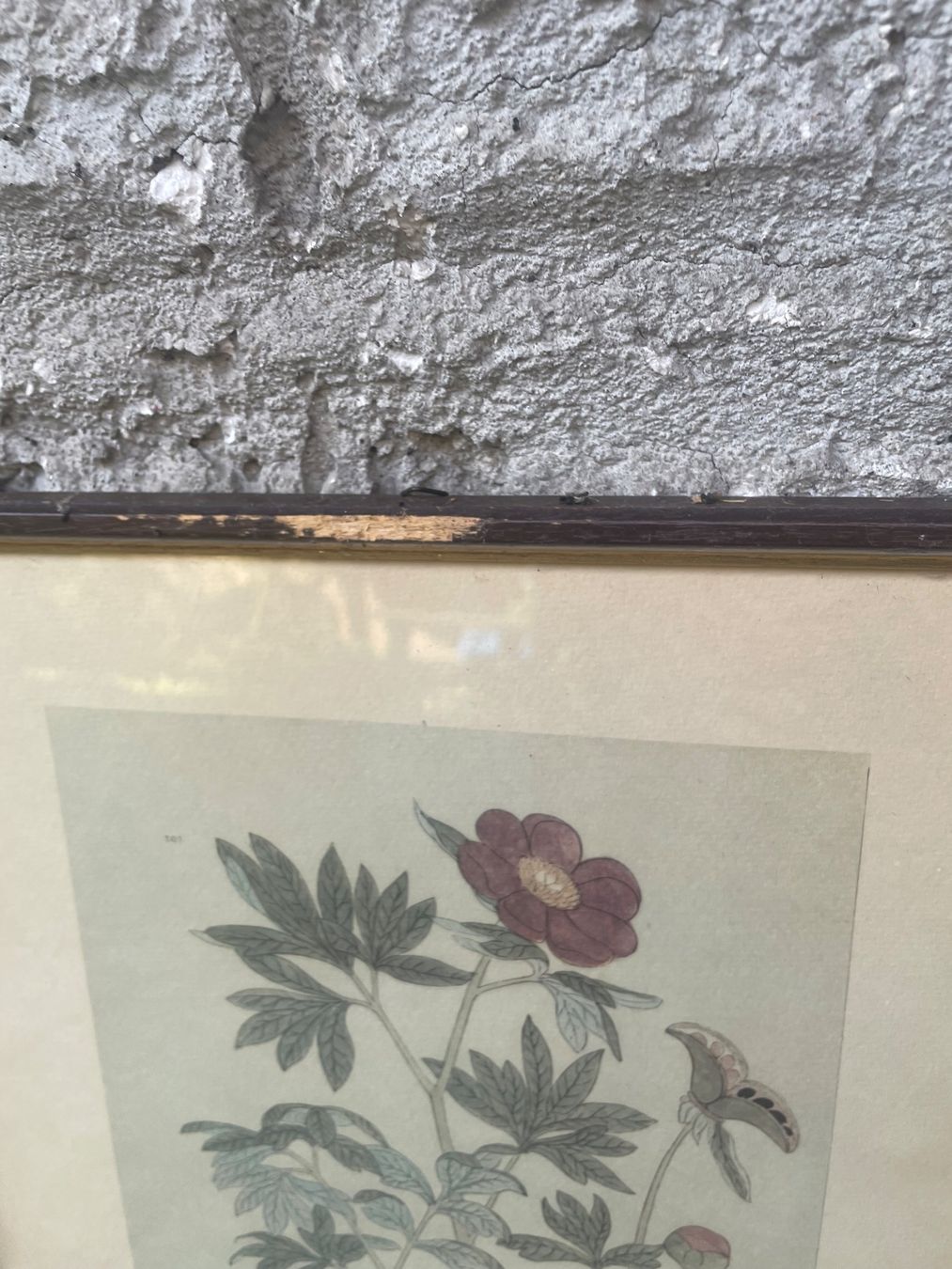 Dipinti: 3  Dessins - botanique – Usato da Minusio venduto da Pink222 8