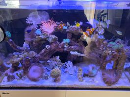 Meerwasseraquarium mit allem Zubehör