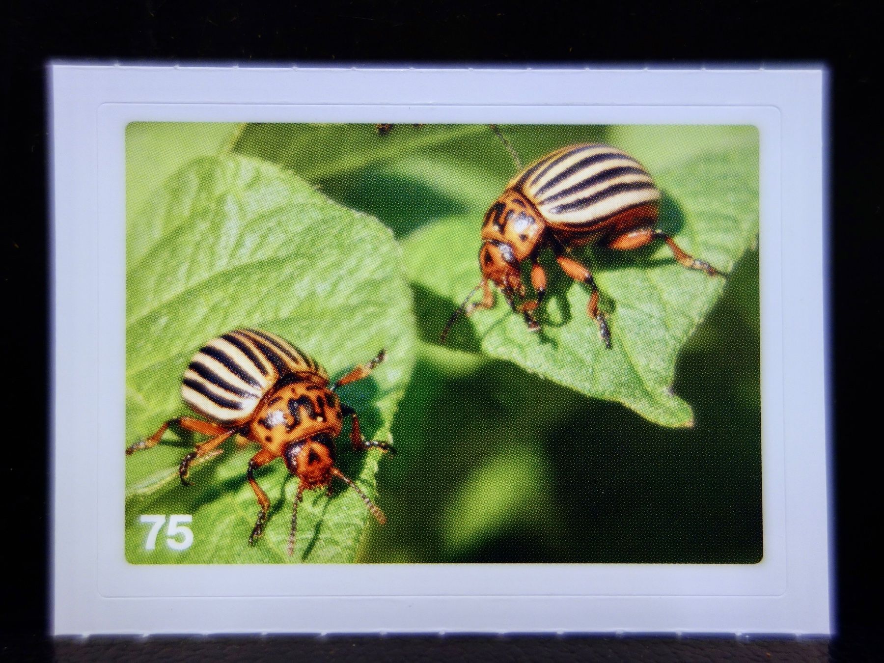 Migros Cartes à collectionner: MIGROS MANIA Nature Detectives Nr. 75 – D'occasion à Kerzers par djstarsky73