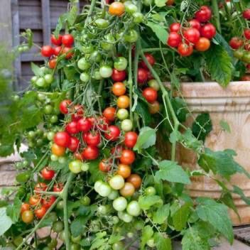 Piante & sementi: 50 Samen Tomate GARTENPERLE – Nuovo (secondo la descrizione) da Ehrendingen venduto da VerveinaSamen 2