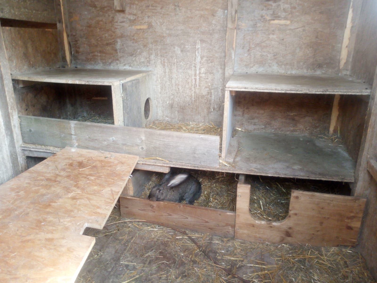 Unterstände: Grosser Kaninchenstall  – Gebraucht aus Alchenstorf von salom-e21 2