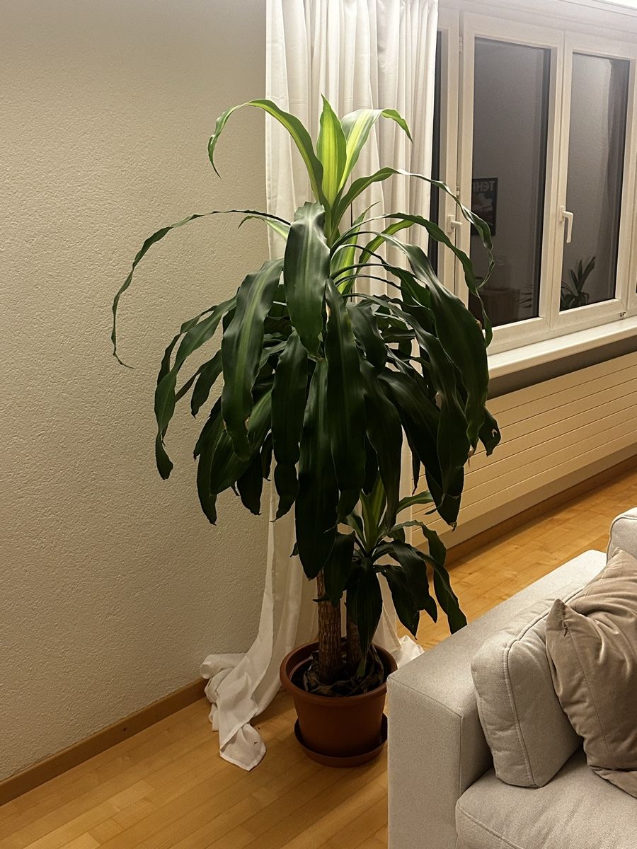 Plantes & graines: House plant dracaena fragrans – D'occasion à Zürich par ser_g2zq 1