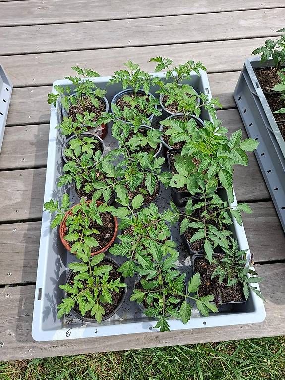 Piante & sementi: Tomatensetzlinge – Usato da Oeschgen venduto da ulu1958 1
