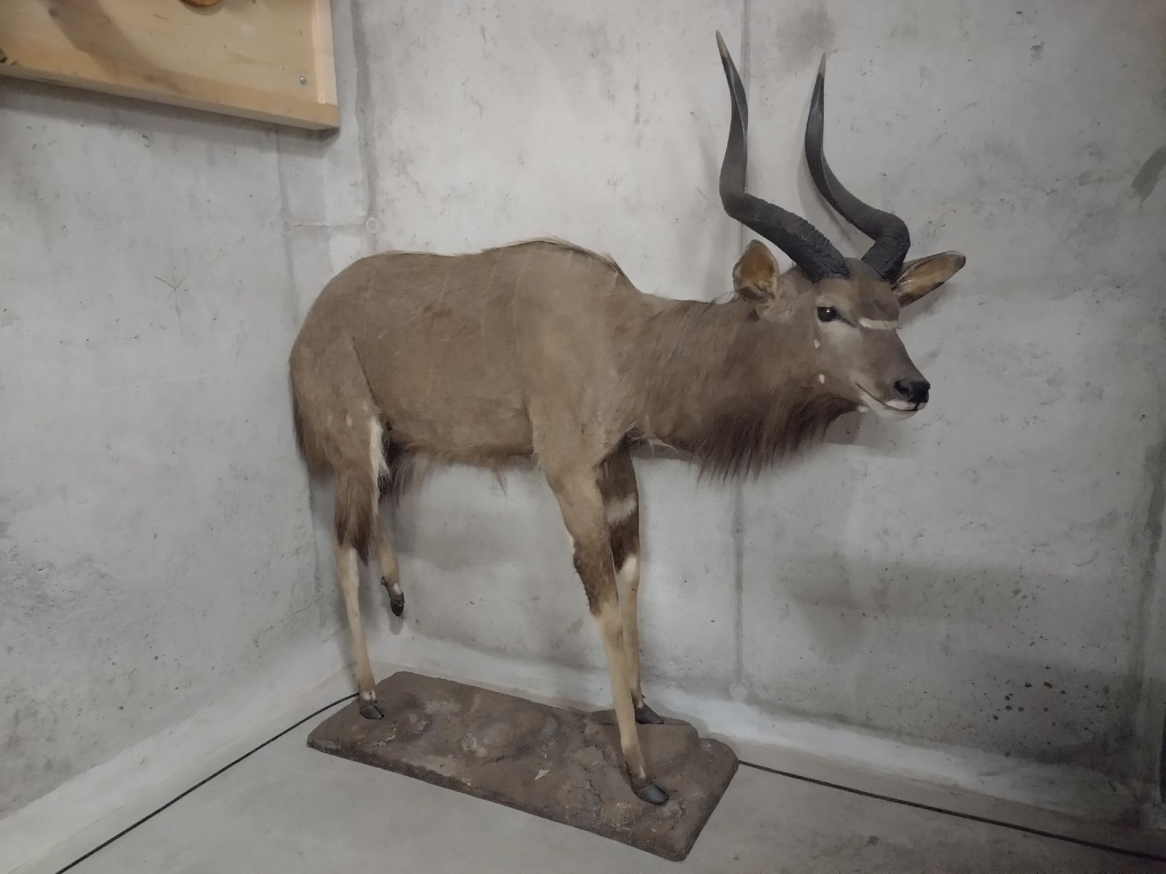 Il mondo degli animali: Grosse Nyala Antilope, präpariert, Jagdtrophäe, Top – Usato da Wettingen venduto da Bwalti 1