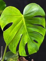 💛 TOP OFFER! BIG MONSTERA YELLOW MARILYN PREMIUM VARIEGATED