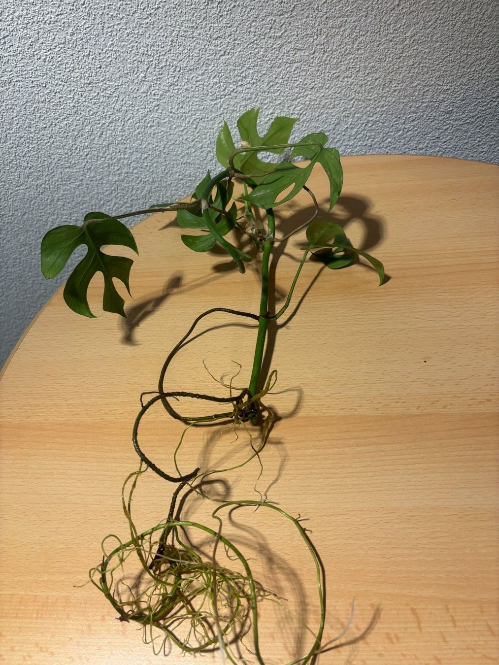 Piante & sementi: Junge Mini Monstera Ableger - Zimmerpflanze . – Usato da Wallisellen venduto da ASZT 3