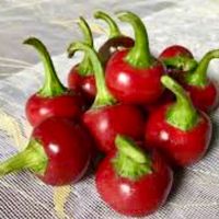 Ab 5.- fr 5 SAMEN Runder kalabrischer scharfer Chili