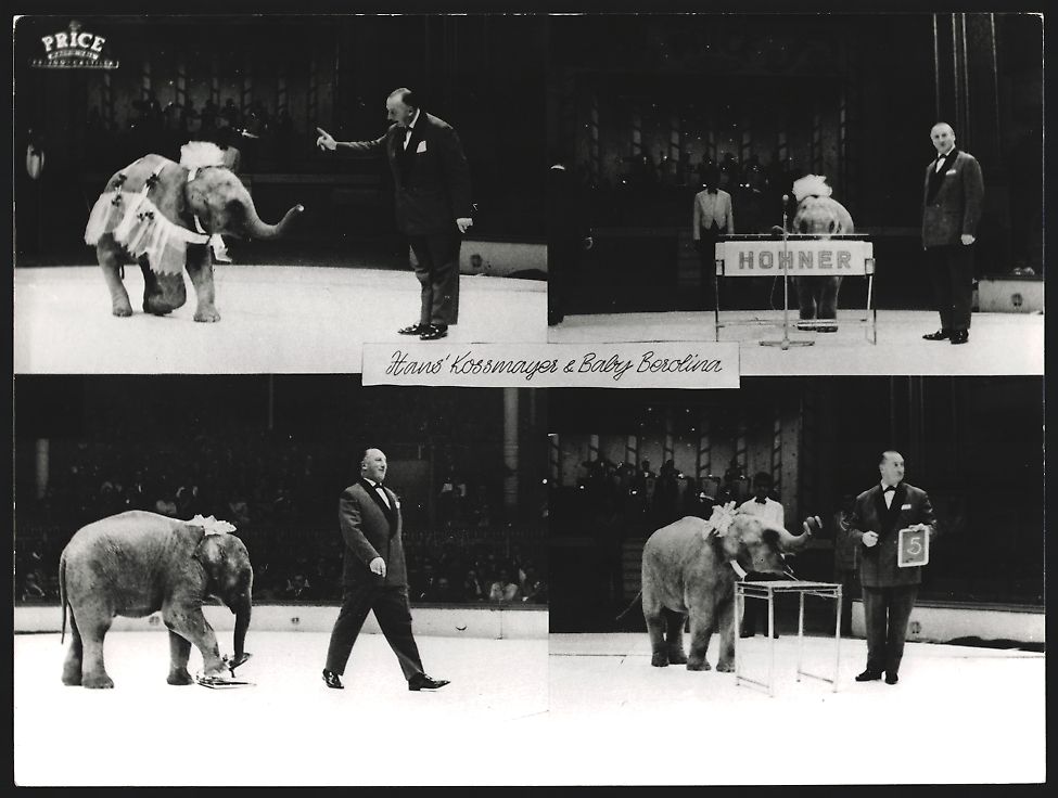 Fotografie & Manifesti: Fotografie Hans Kossmayer mit Elefant Ba – Usato da Berlin venduto da bartko-reher