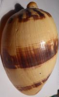 SELTENE-GROSSE MELO MELO--MUSCHEL,121,7 MM- SCHÖNE ZEICHNUNG